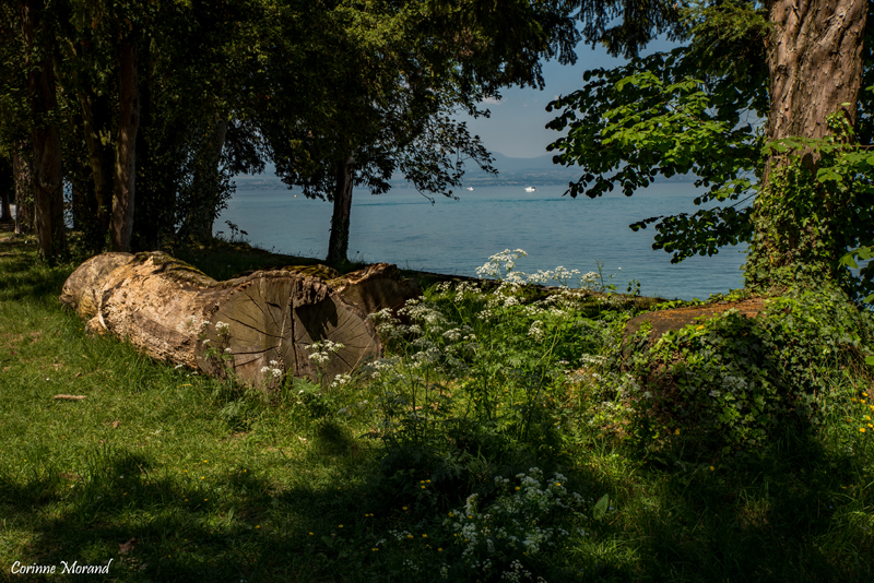 Parc du delta des Dranse