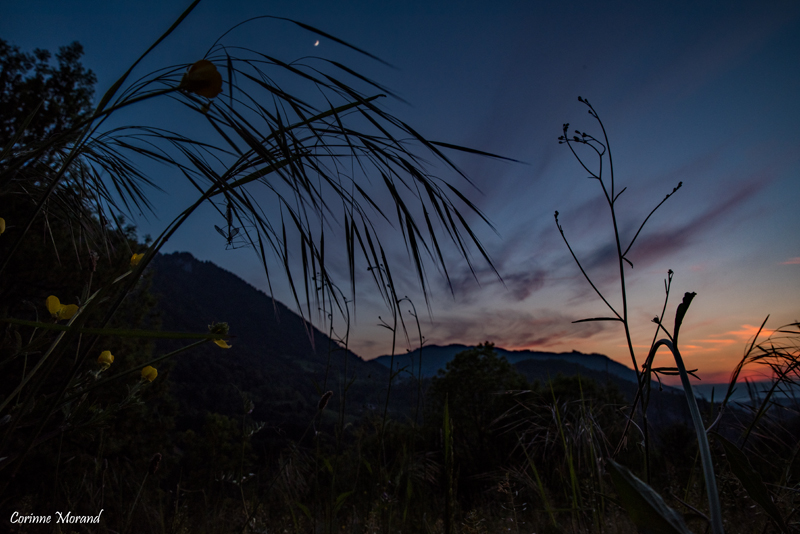 couchée dans les herbes au coucher du soleil