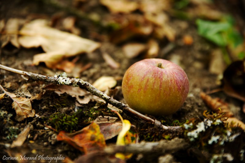 Pomme d'happy