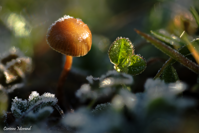 champignon de glace