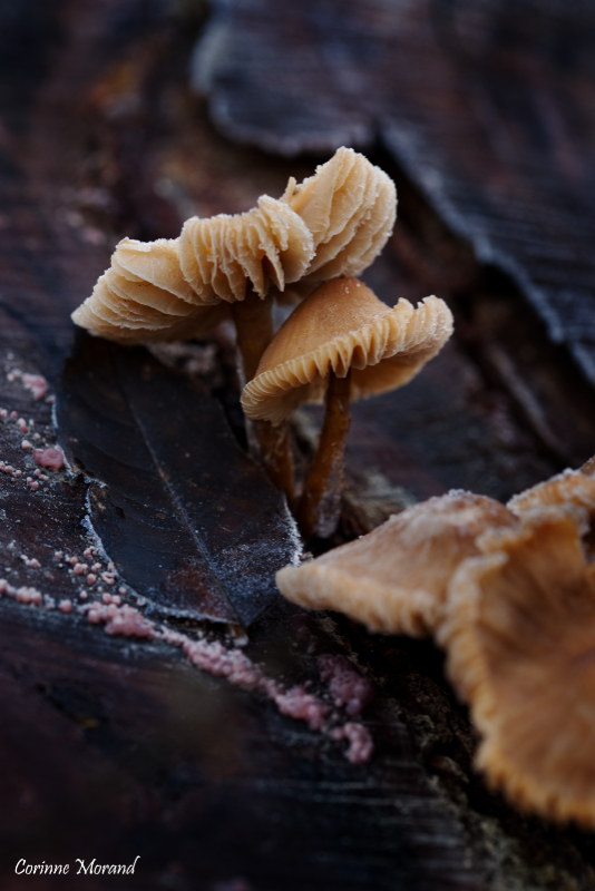 Champignon givré
