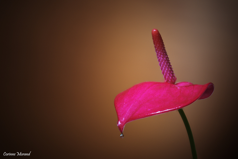 Goutte de vie