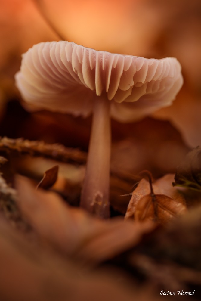 Champignon dans son écrin