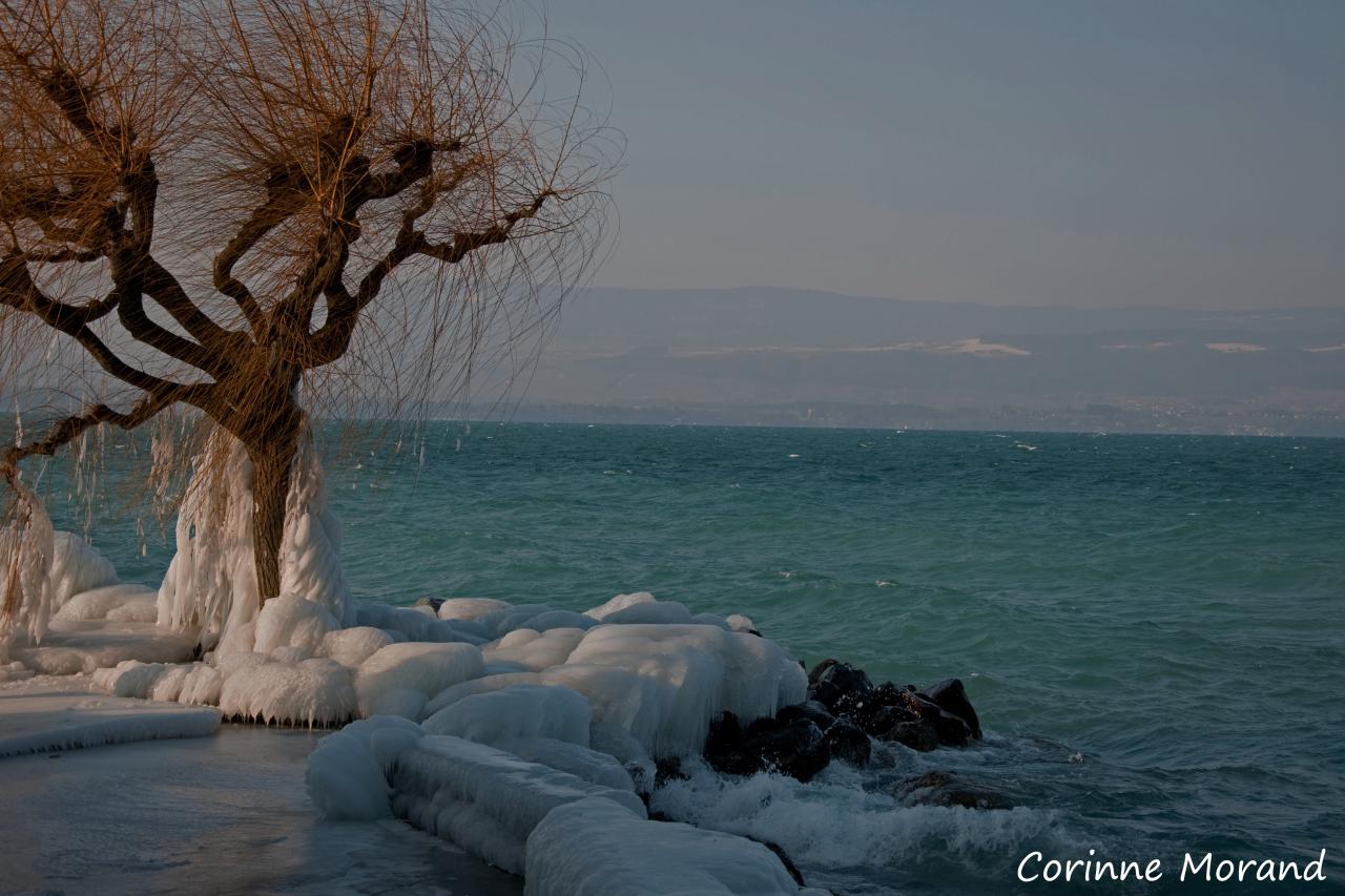 arbre scellé dans la glace